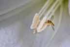 syrphid fly n lilly